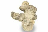 Tall Cluster Of Heteromorph (Nostoceras) Ammonite Fossils #241988-1